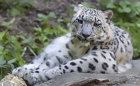 Watchful Snow Leopard Photo By Ammimaria Fitzpatrick — National Geographic Your Shot Snow