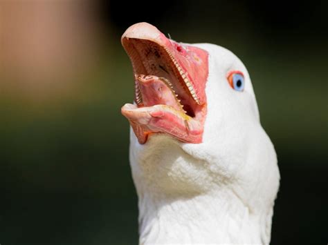 What's the Difference Between a Goose and a Duck