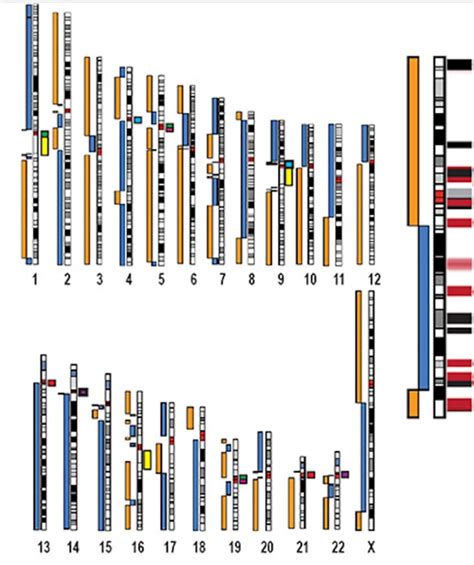 Human X Chromosome Is Completely Sequenced For The First Time