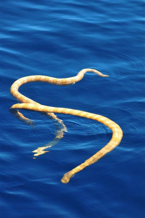 The Dragon's Tales: "Extinct" Sea Snakes Rediscovered in Australia