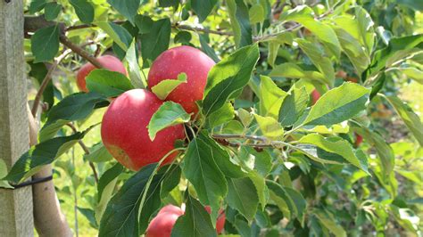 Pfel Selber Pfl Cken Der Apfel Schneider