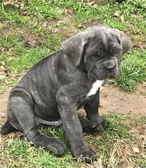 Neapolitan Mastiff Puppies For Sale | Calabasas, CA #289815