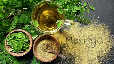 Moringa For Weight Loss Expert Explains How Moringa Aids In Weight