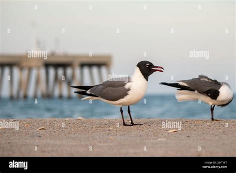 The Laughing Gulls On The Shore Stock Photo Alamy