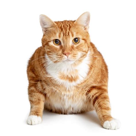 Premium Photo | Fat orange tabby cat