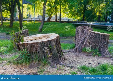 Un Toc N De Un Enorme Rbol En El Parque Talando Rboles En Verano