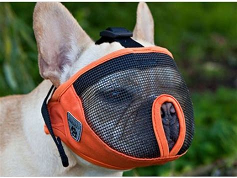 Muzzle Training your dog the RIGHT way! | Team Fido Dog Training