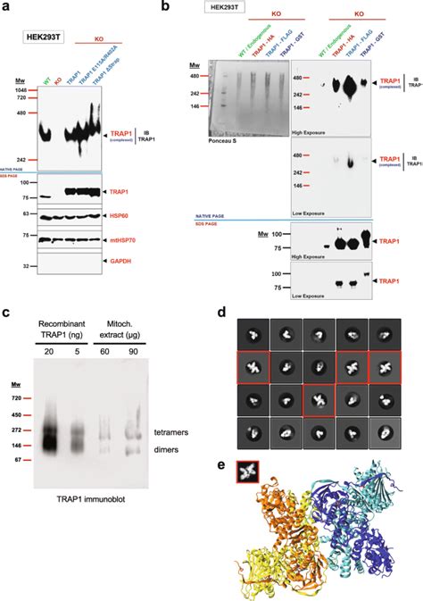 The Mitochondrial Hsp90 Paralog Trap1 Forms An Oxphos Regulated