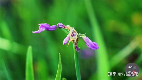 「紫娇花」没别的，就是口味重了点 知乎