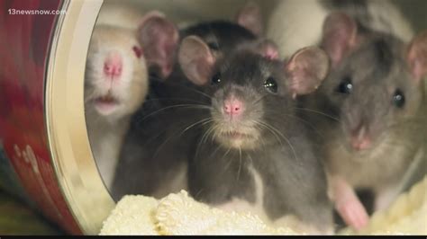 Rats up for adoption at Isle of Wight Animal Shelter | 13newsnow.com