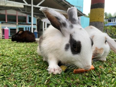 Premium Photo | Striped bunnies eating carrots on the grass on the ...