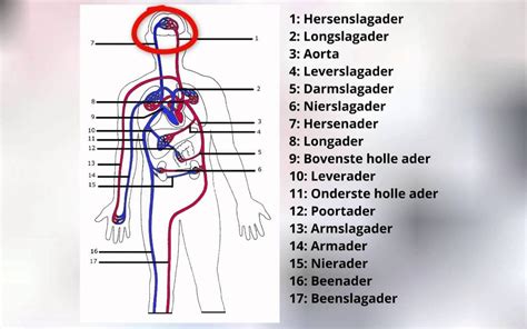 Vragen Bloedvatenstelsel Webquest Bloedsomloop