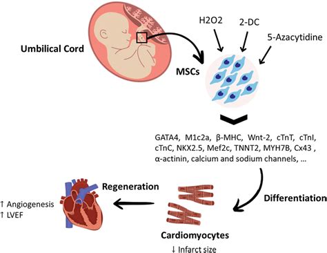 The Differentiation Potential Of Umbilical Cord Mesenchymal Stem Cells