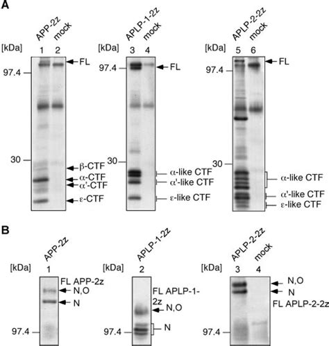 Detection Of C Terminal Fragments Of App Aplp And Aplp A