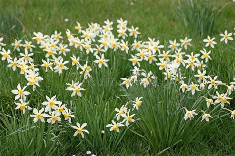 602 Daffodils Woodland Stock Photos Free And Royalty Free Stock Photos