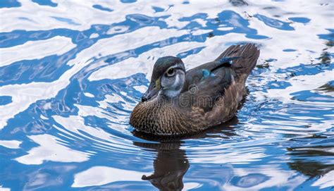 Pato De Hierba Joven En El Estanque Azul Foto De Archivo Imagen De