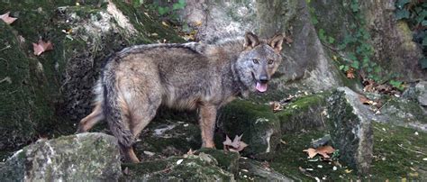 Iberian wolf | Zoo Barcelona