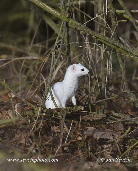 Picture Of Lasice Hranostaj Mustela Erminea Stoat Hermelin