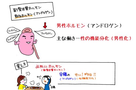 男性ホルモン（アンドロゲン）・副腎皮質ホルモンの種類覚え方。「必死にホルモン。安藤のせい！昨日！」で覚えてみよう。 マンガで看護師国家試験