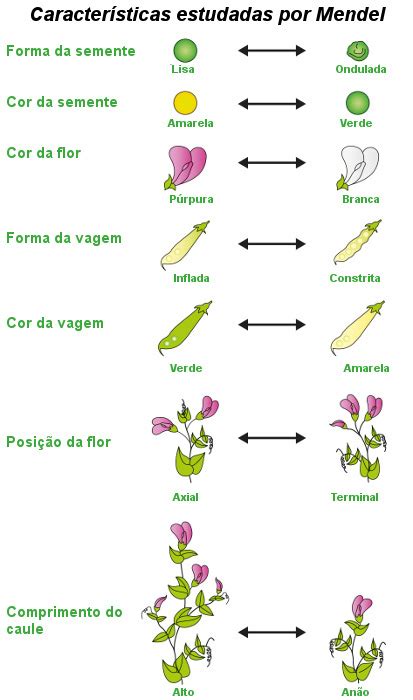 Primeira Lei de Mendel Características estudadas nas ervilhas por