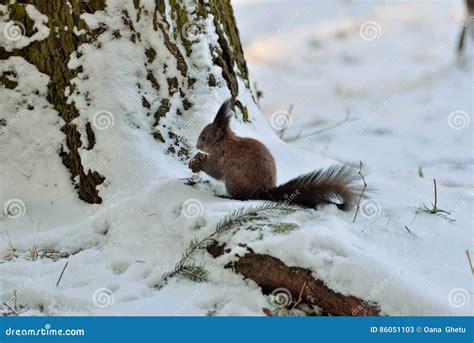 A Squirrel Eating Nuts on Snow Stock Image - Image of furry, bucovina: 86051103