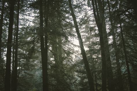 Fotos Gratis Rbol Naturaleza Desierto Rama Planta Niebla Luz