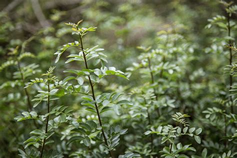 Banco De Imagens árvore Agua Natureza Floresta Ramo Crescimento