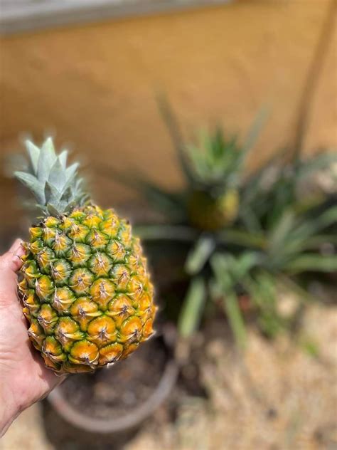 How To Plant A Pineapple Top Tutorial With Pictures Artofit