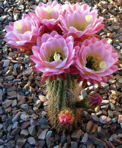 Arizona cactus flowers bloom – Artofit