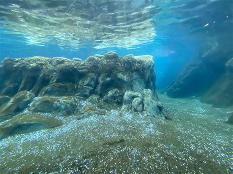 Owens Sea Lion Shores California Sea Lionharbor Seal Exhibit Zoochat