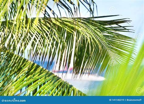 Green Palm Branches On Blue Ocean Sky And White Ship With Sail Blurred