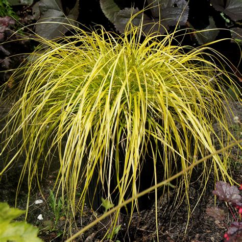 Carex Oshimensis Evercolor® ‘everillo Japanese Sedge Uspp 21002 4