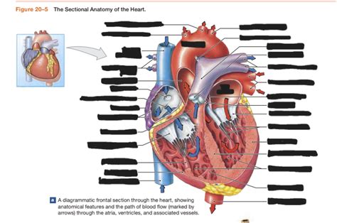 Sectional Anatomy Of Heart Diagram Diagram Quizlet