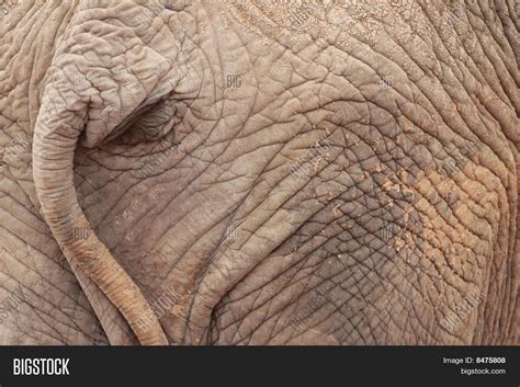 Elephant Ass Image Photo Free Trial Bigstock