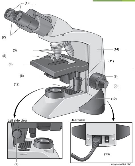 Microscope Parts Diagram Quizlet