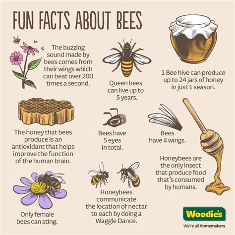 Project Honey Bees On Instagram Here S Some More Fun Facts About Our