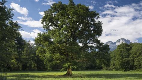 Le Palmarès 2017 Des Plus Beaux Arbres De France