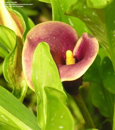 Plantfiles Pictures Arum Lily Calla Lily Captain Samos