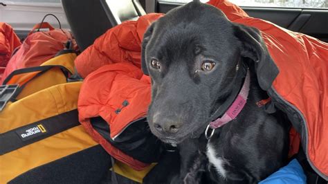 Dog Rescued After Falling From 60 Foot Cliff In State Park Near Lake