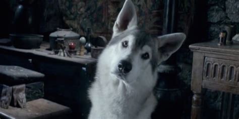 Game of Thrones Fans Are Abandoning Huskies | Screen Rant