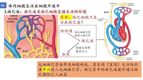 2023届高三生物一轮复习课件：人体的内环境与稳态 教习网课件下载