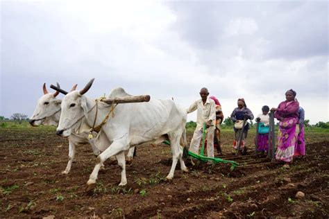 Indian Farmer Ploughing Bull His Field Maharashtra India Stock Photo