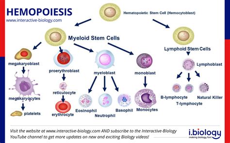 Hemopoiesis How Blood Cells Are Made Interactive Biology With