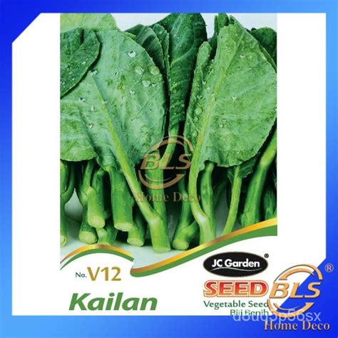 Spot SeedsV12 CHINESE KAILAN JC GARDEN VEGETABLE SEED BIJI BENIH KAILAN