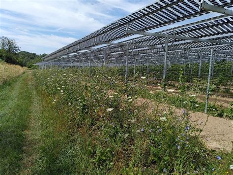 Agri Photovoltaik Systeme zur Förderung der Biodiversität Praxis Agrar