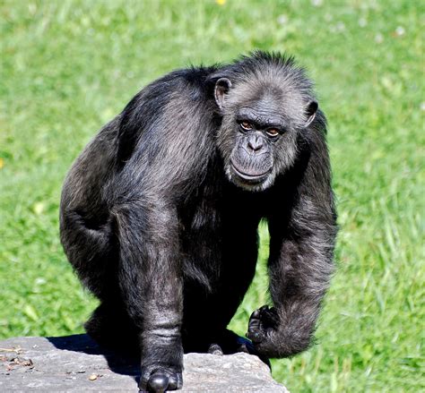 Pet Chimpanzee