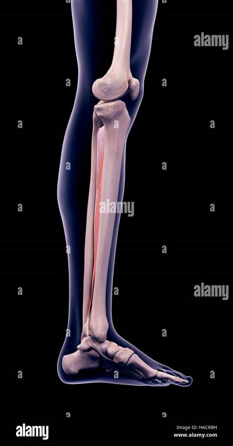 Músculo Tibial Posterior Or Anatomía Fotografías E Imágenes De Alta