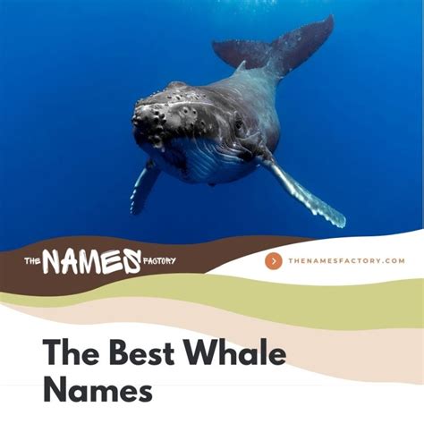 300+ Catchty & Cool Whale Names Ideas