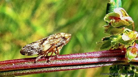 Bug Day Spittlebug