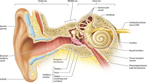 Module 156 Anatomy Of The Ear Human Anatomy And Physiology Human Anatomy And Physiology